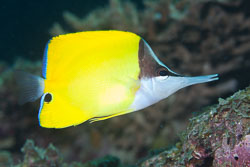 BD-130710-Maldives-0064-Forcipiger-flavissimus.-Jordan---McGregor.-1898-[Forcepsfish.-Amerikansk-näbbfisk].jpg